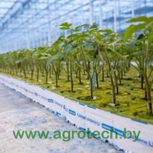 Полудетерминантные гибриды (Пленочные теплицы)