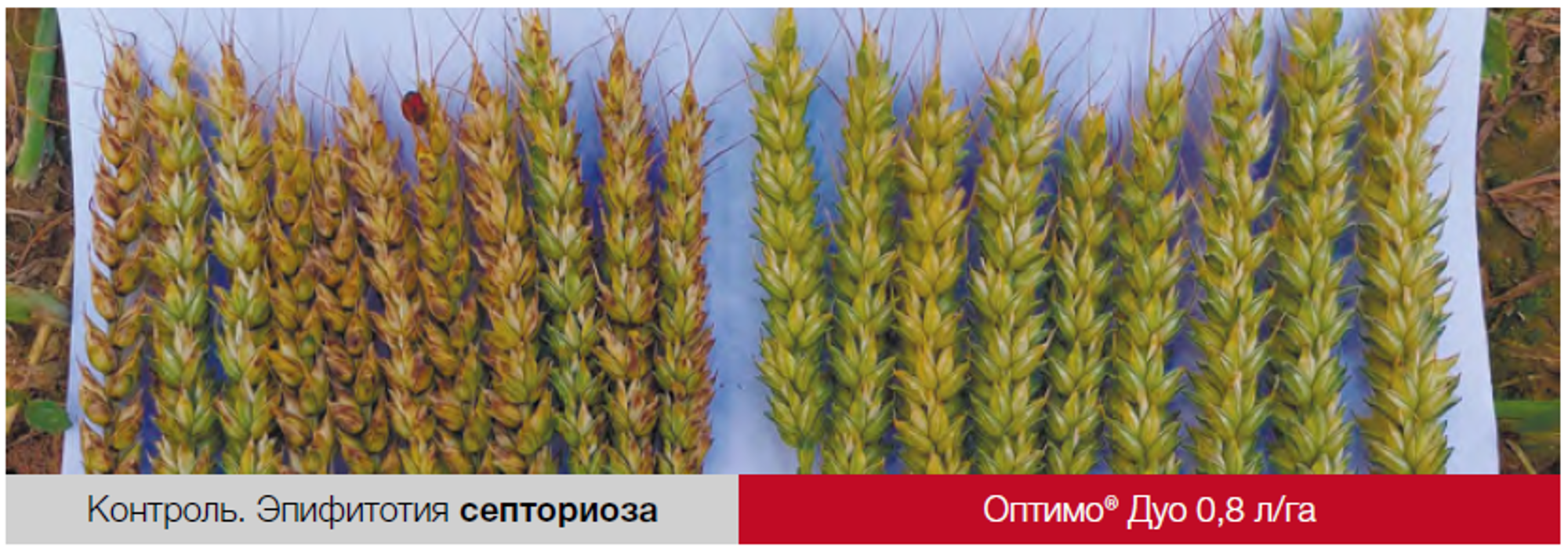 optimo duo 2 2000w (1)