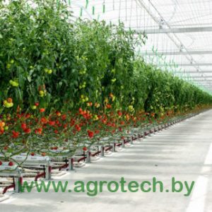 Индетерминантные гибриды (Стеклянные и пленочные теплицы)