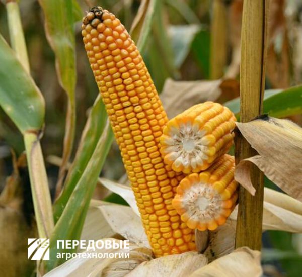 СИ Талисман Передовые Агро технологии