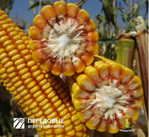 ТК195 Передовые Агро Технологии кукуруза woodstock