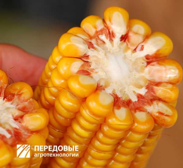 СИ ПАНДОРАС кукуруза Сингента передовые агро Технологии
