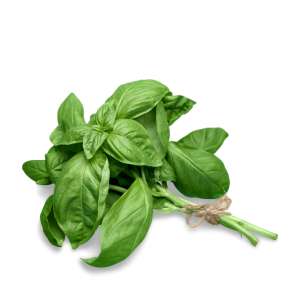 ПРЯНО-ВКУСОВЫЕ КУЛЬТУРЫ