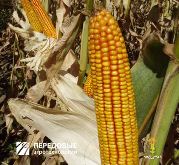 ГС 210 Передовые Агро Технологии