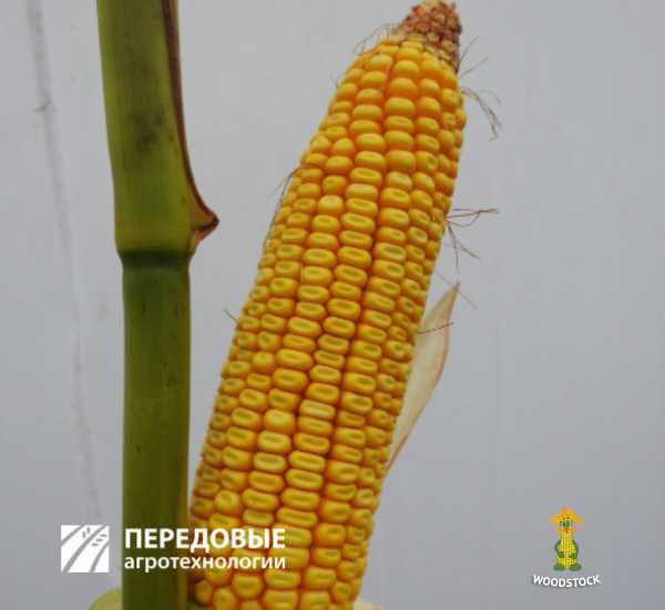 Зилле Передовые Агро Технологии