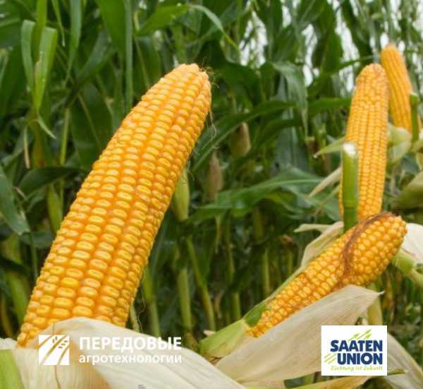 Боне кукуруза SAATEN union Передовые Агро Технологии