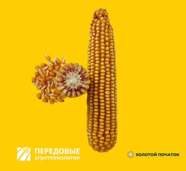 Воронежский 175 АСВ кукуруза Золотой Початок Передовые Агро Технологии