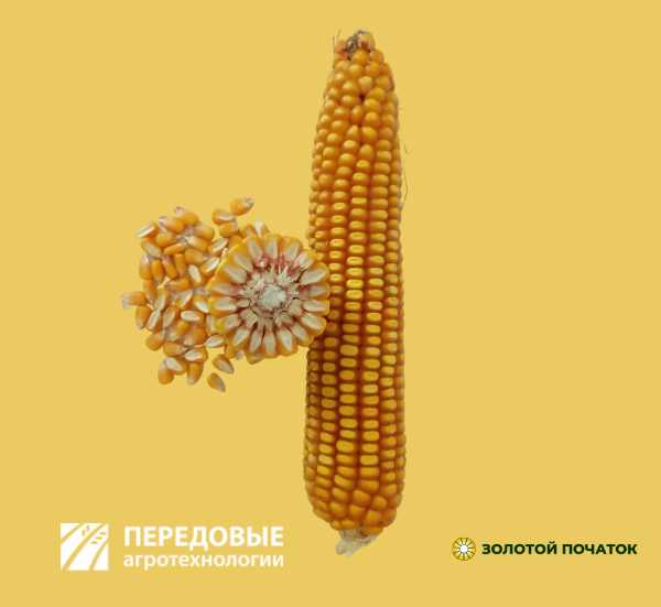 Каскад 195 СВ кукуруза Золотой Початок передовые агро технологии